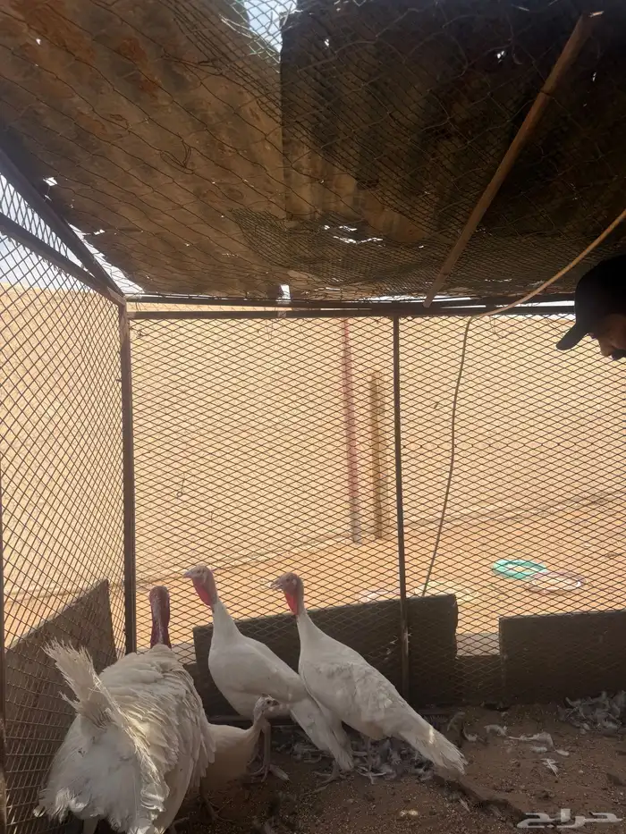 طقم رومي للبيع 3حبات 2