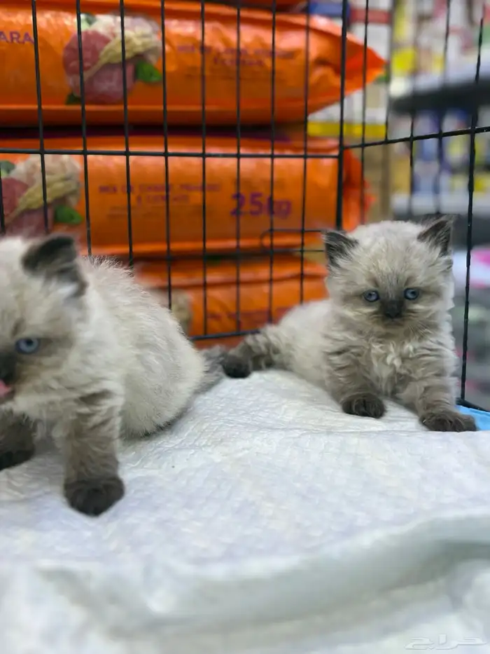 قطط هملايا شوكلت 2