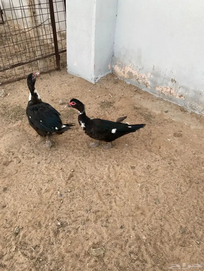 بط مسكوفي جمله 4