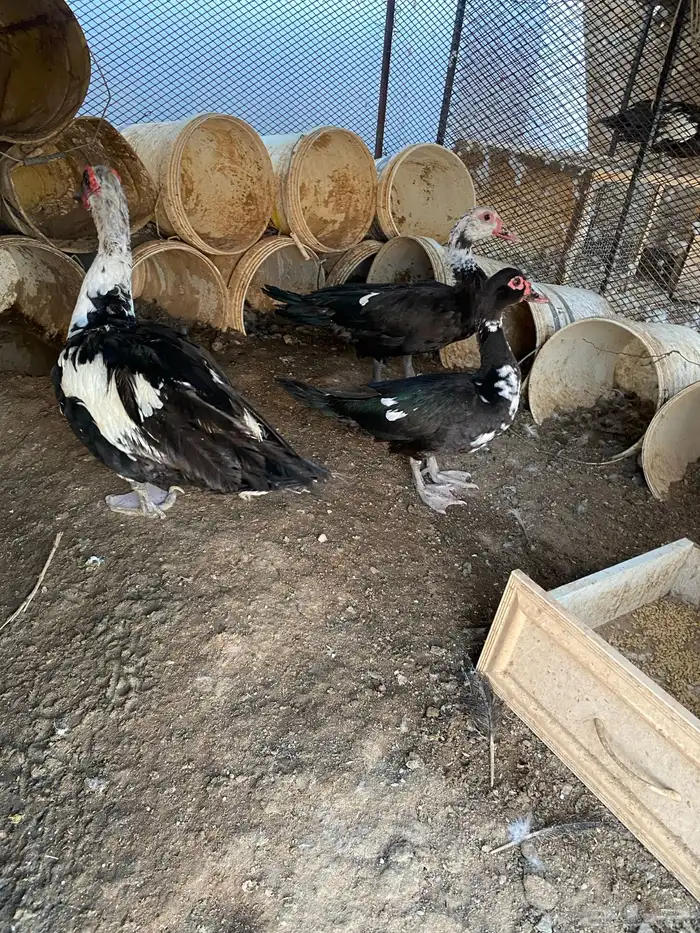 بط مسكوفي جمله 2