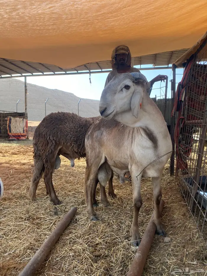 حمريات جذعان للبيع 1