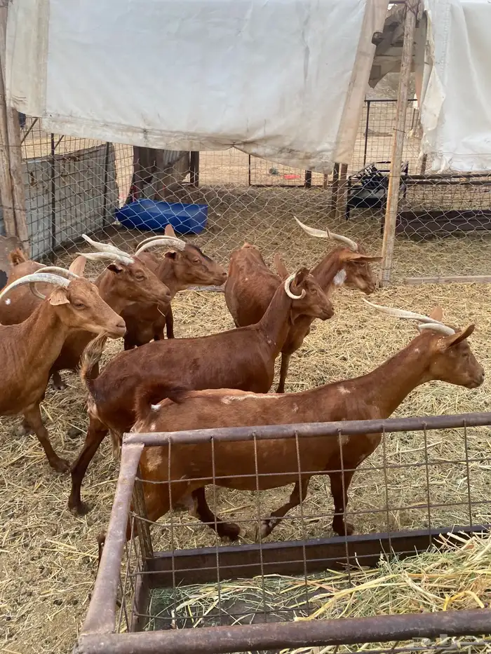 محايلات دهم دفيع 3