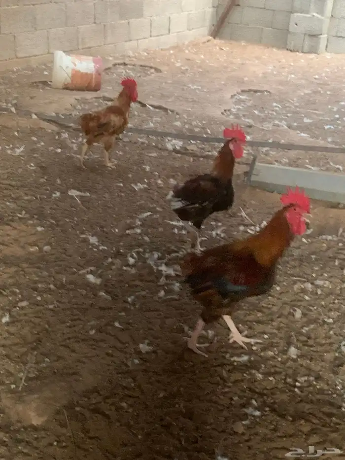 صوص دجاج بلدي 0