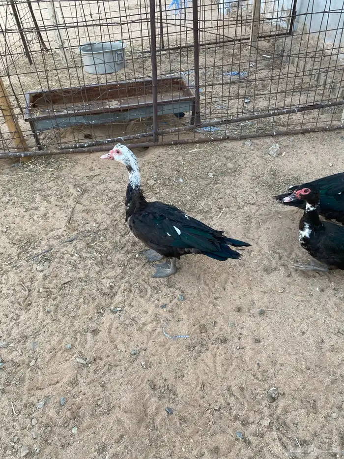 بط مسكوفي جمله 3