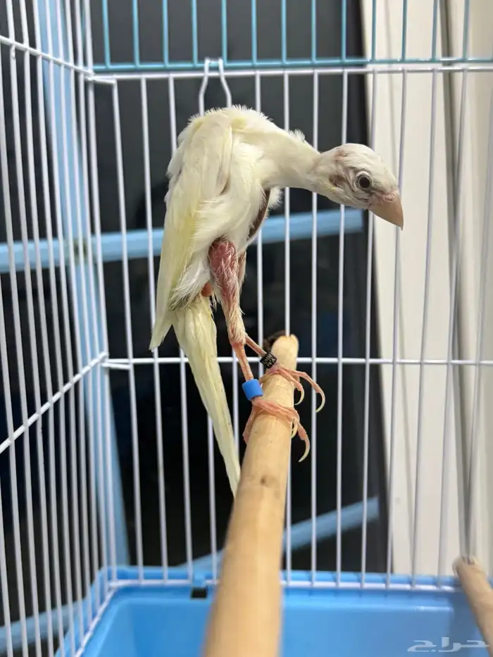 فحل كناري جيبوسو الاسباني  ابيض صافي 0