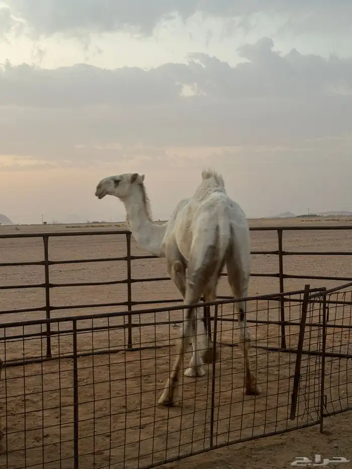 للبيع قعود طيب 1