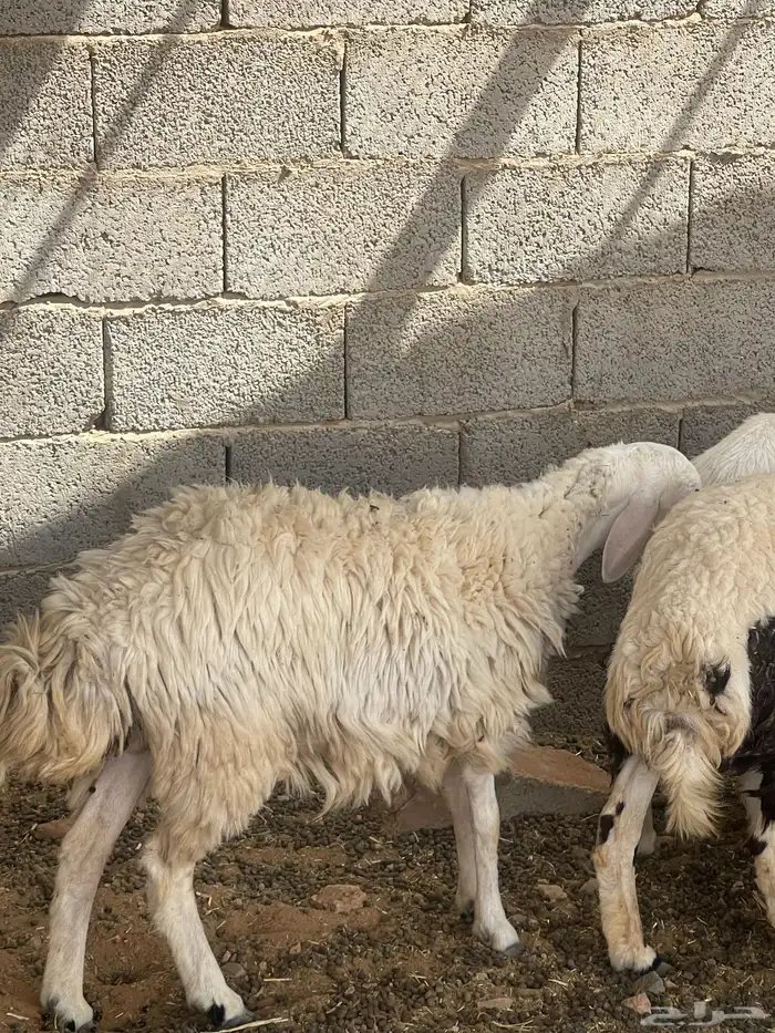 حرية متبع السن ثنيه بكر 3