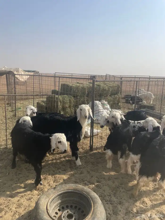 طليان نجد (( تم البيع )) 0