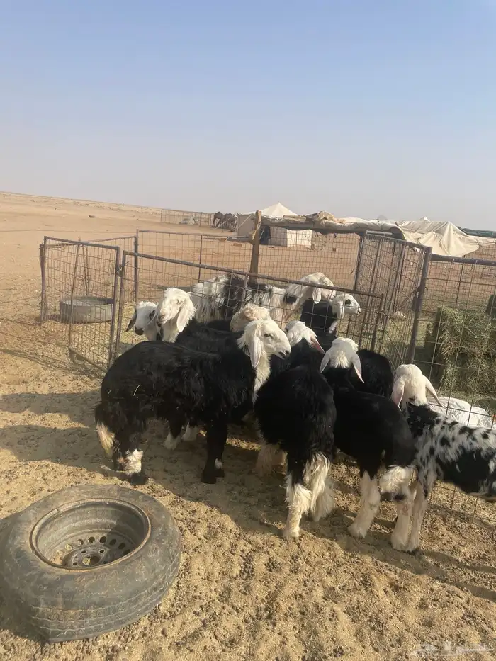 طليان نجد (( تم البيع )) 2