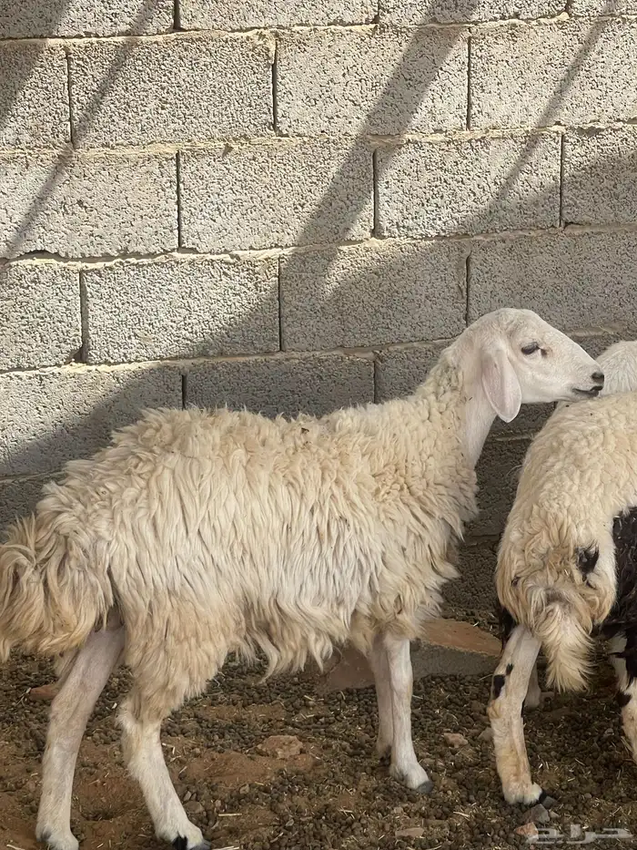 حرية متبع السن ثنيه بكر 0