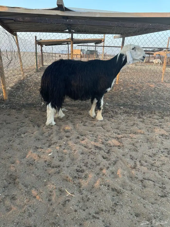 خروف نجدي مشروط 0