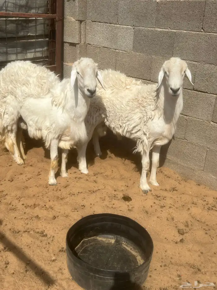 حري فاخر. ومشاريع فحول 1