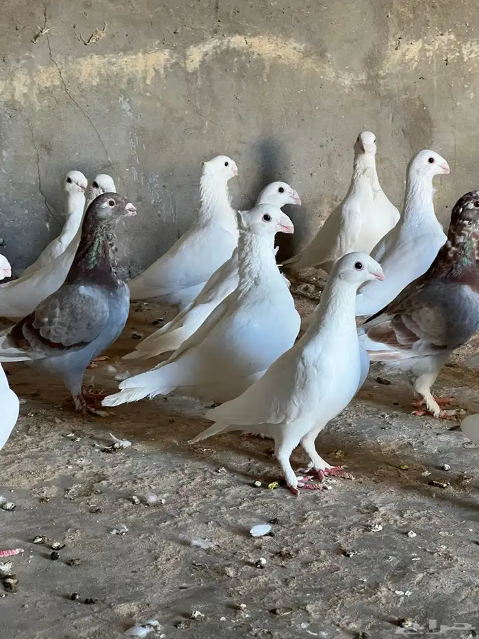 حمام هومر ومهمر وهجين حب رمان 1