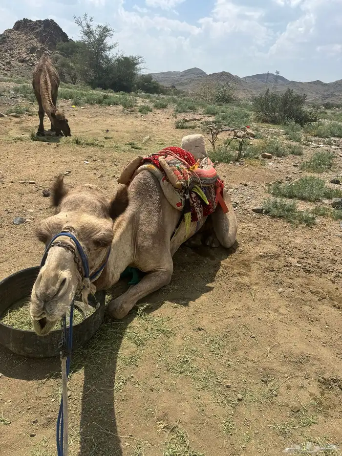 رحول مطوعه 0