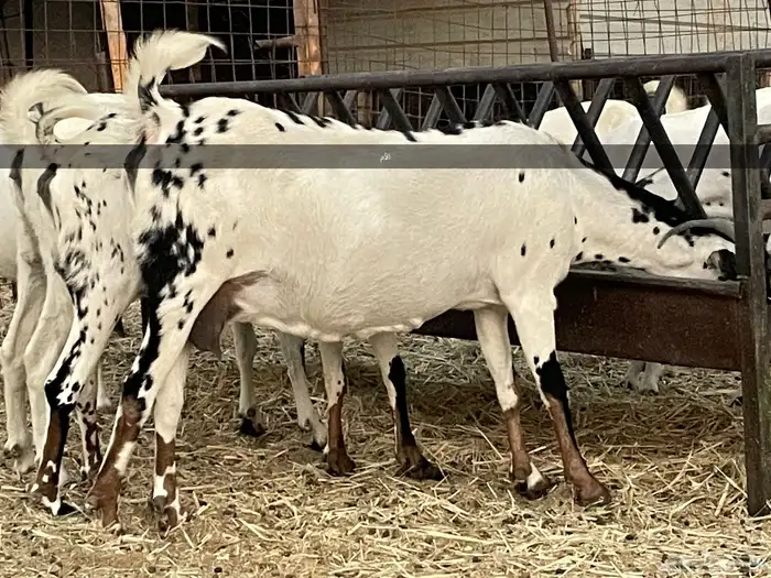 فحل كايف وزين بيشي للبيع 7