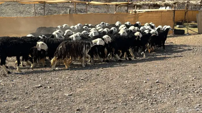 نجد صنف منوت القناي 3