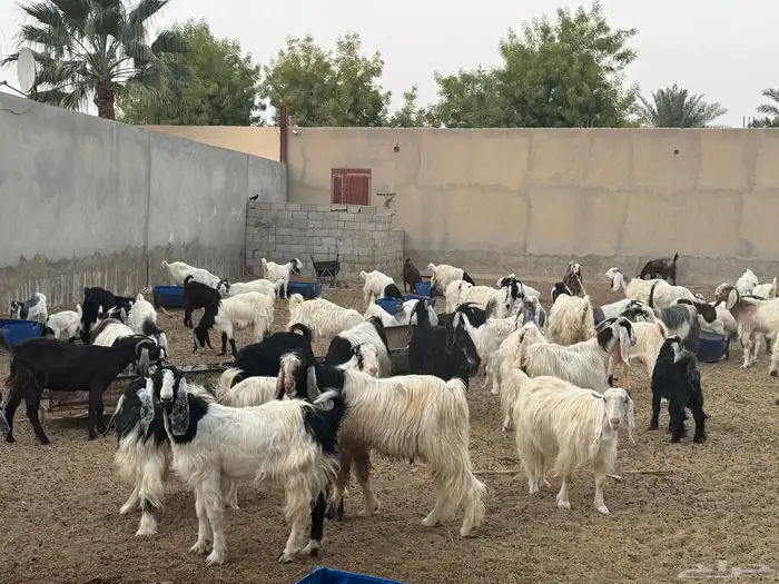 ابو تركي راعي المعزى والعلوم الطيبة جاكم باليوم الوطني 6