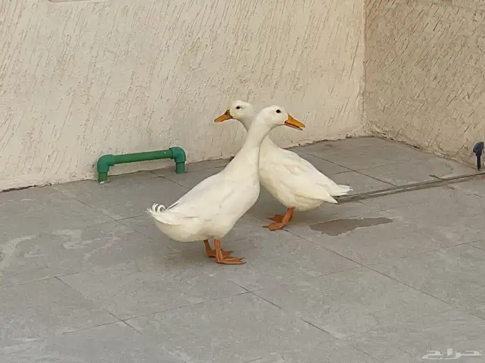 بط جوز بكيني الصحه على الشرط منتج جدا ماشاءلله 1