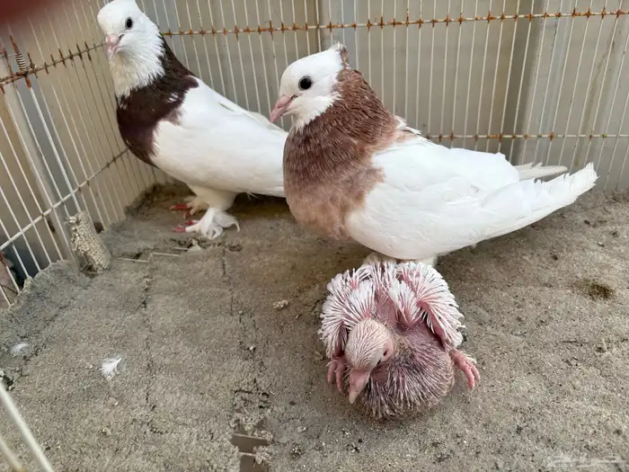 ايراني مطوق بانتاجه 3