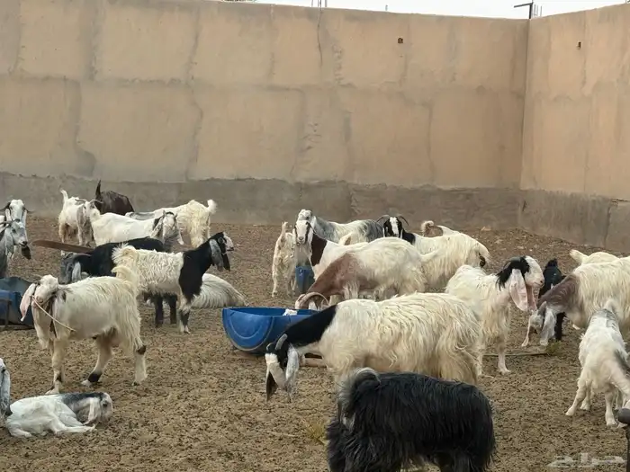 ابو تركي راعي المعزى والعلوم الطيبة جاكم باليوم الوطني 11