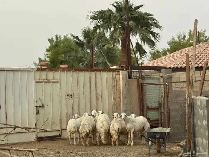 ابو تركي راعي المعزى والعلوم الطيبة جاكم باليوم الوطني 1