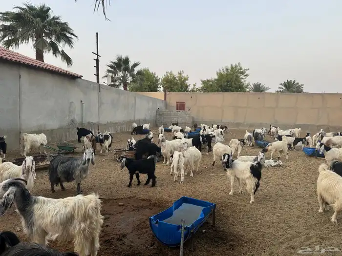 ابو تركي راعي المعزى والعلوم الطيبة جاكم باليوم الوطني 13