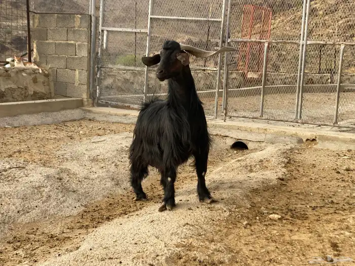 فحل ماعز ادغس سدس 2