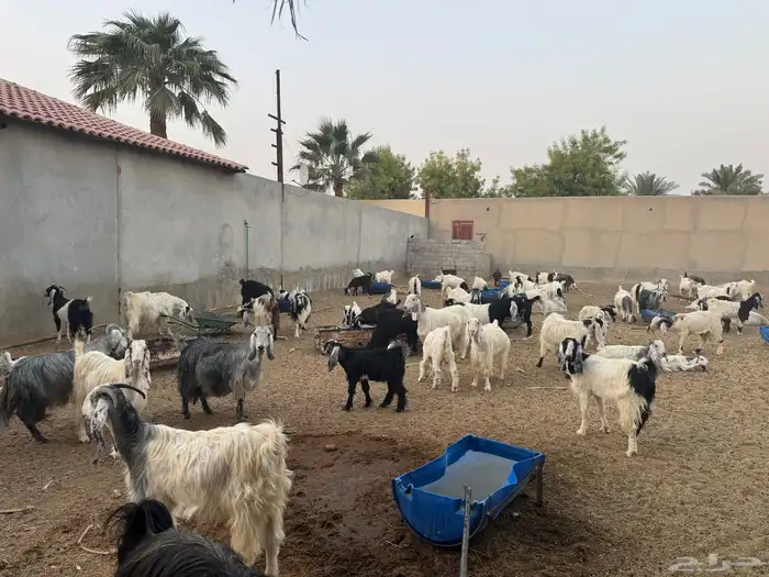ابو تركي راعي المعزى والعلوم الطيبة جاكم باليوم الوطني 12