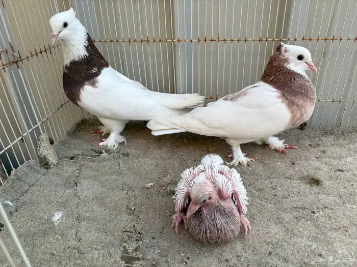 ايراني مطوق بانتاجه 4