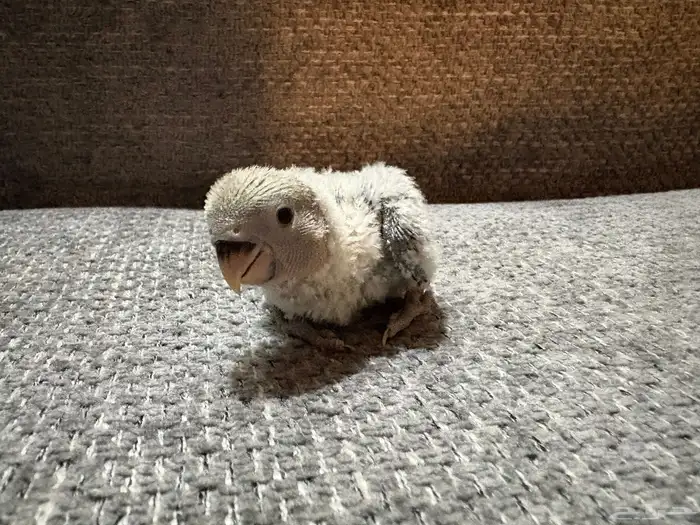 فرخ روز (تم البيع) 1