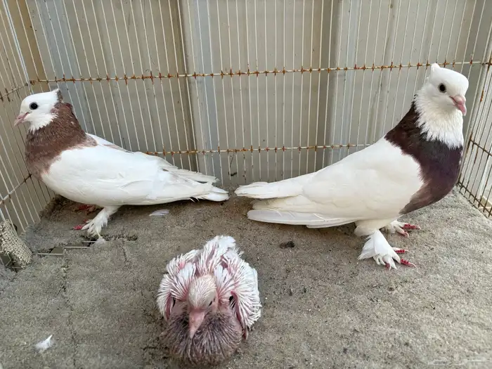 ايراني مطوق بانتاجه 2