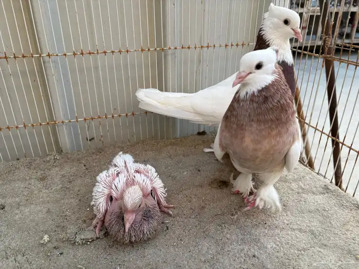 ايراني مطوق بانتاجه 0