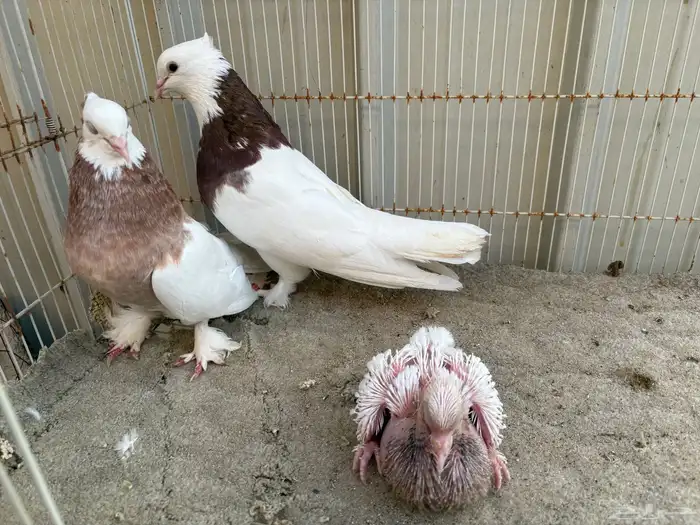 ايراني مطوق بانتاجه 5