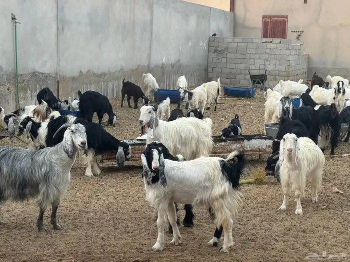 ابو تركي راعي المعزى والعلوم الطيبة جاكم باليوم الوطني 9