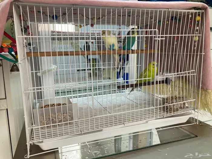 للمنازل الراقية 3 طيور ماشاءالله 6