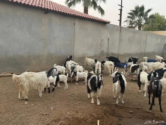 ابو تركي راعي المعزى والعلوم الطيبة جاكم باليوم الوطني 3