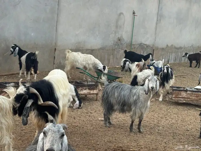 ابو تركي راعي المعزى والعلوم الطيبة جاكم باليوم الوطني 10