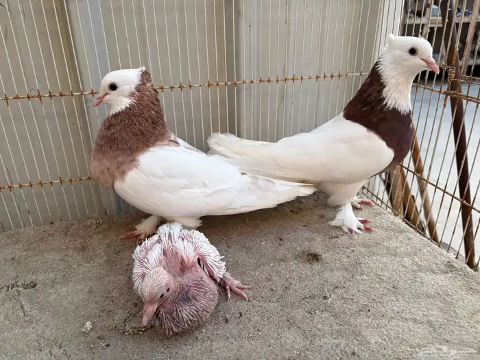 ايراني مطوق بانتاجه 1