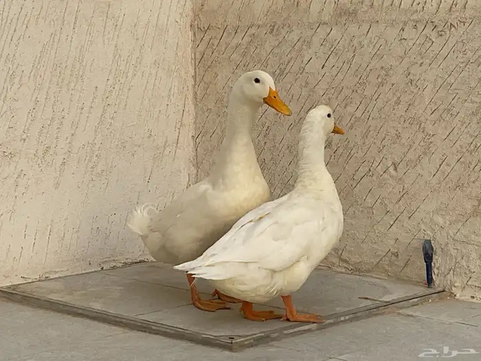 بط جوز بكيني الصحه على الشرط منتج جدا ماشاءلله 3