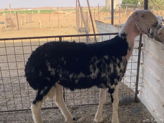 فحل نجدي ثني مشروط ((تم البيع)) 0