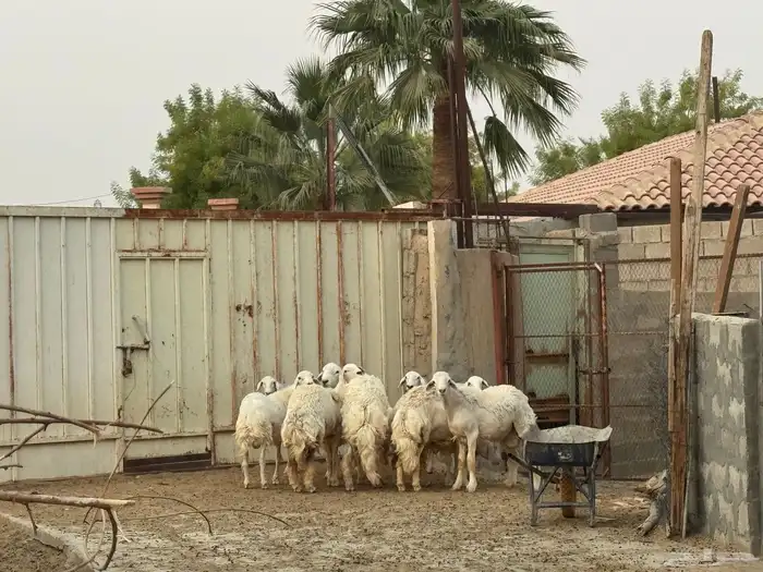 ابو تركي راعي المعزى والعلوم الطيبة جاكم باليوم الوطني 0