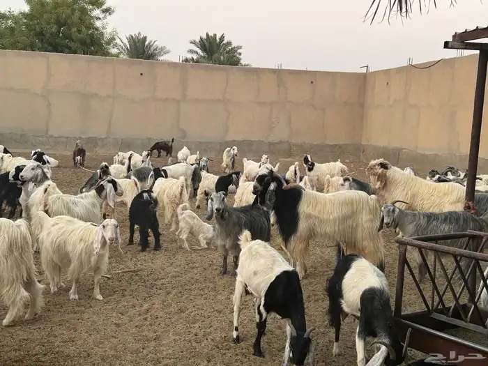 ابو تركي راعي المعزى والعلوم الطيبة جاكم باليوم الوطني 8