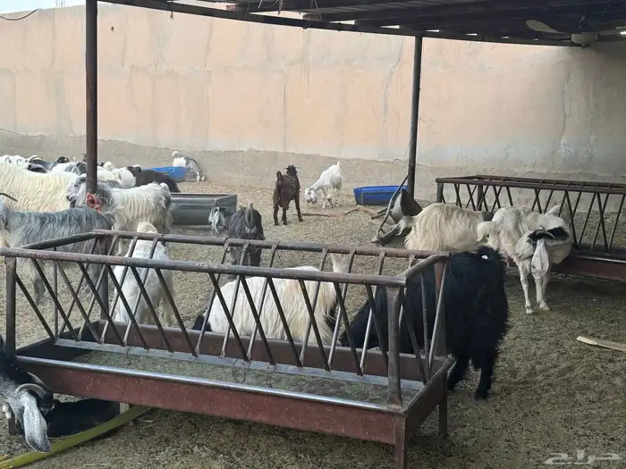 ابو تركي راعي المعزى والعلوم الطيبة جاكم باليوم الوطني 7