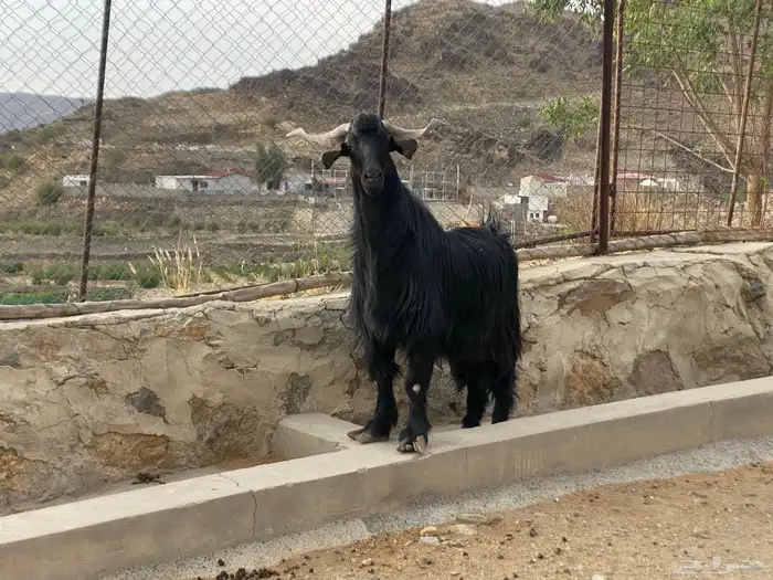 فحل ماعز ادغس سدس 5