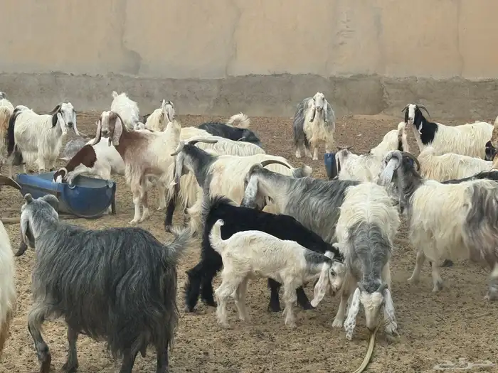 ابو تركي راعي المعزى والعلوم الطيبة جاكم باليوم الوطني 5