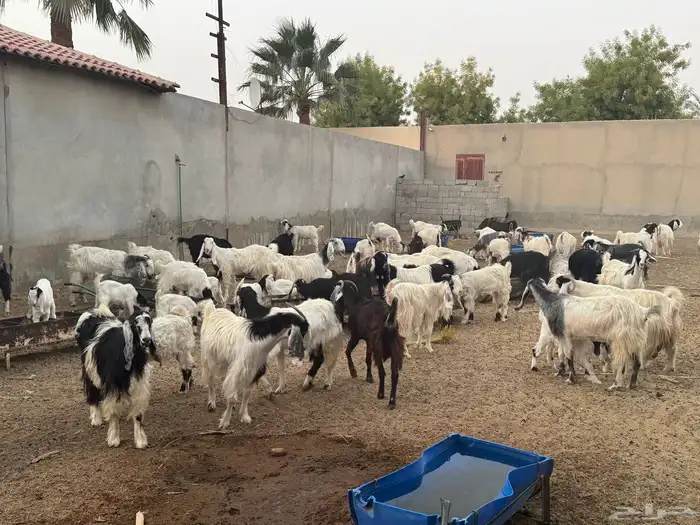ابو تركي راعي المعزى والعلوم الطيبة جاكم باليوم الوطني 4