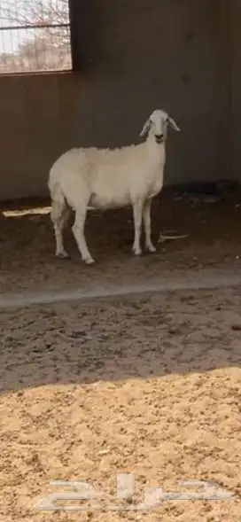 شاه حريه دافع لها3ونص فحص سونار 0