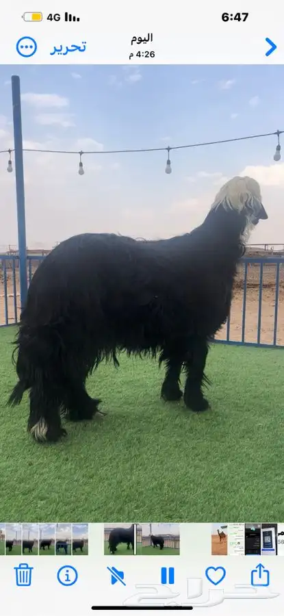 خروف ادغم صنف معرف 2