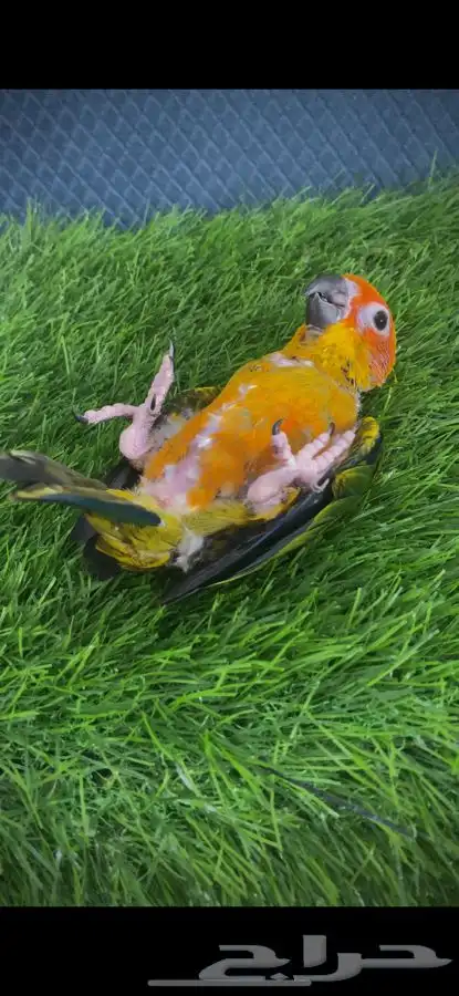 فرخ صن كنيور ( تم البيع ) 1