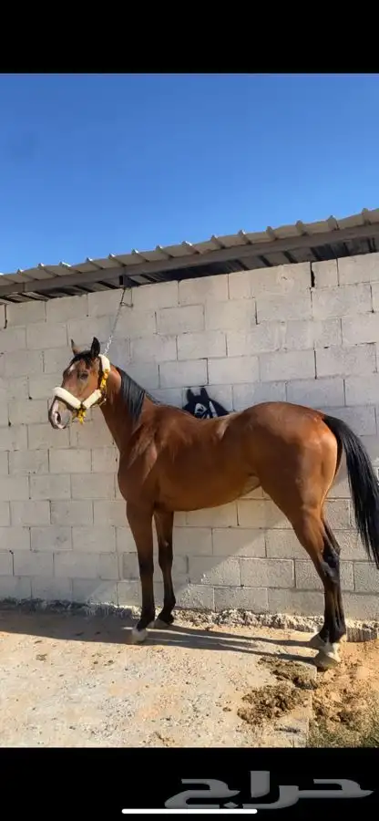 حصان انتاج بطل وجاهز لا اقرب شوط 2